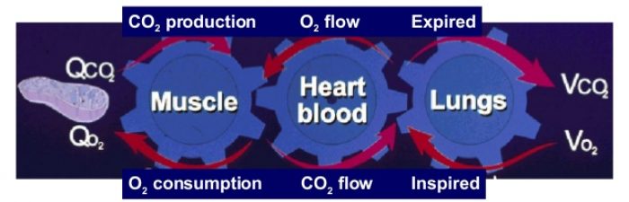 what-is-cardiopulmonary-exercise-cpx-testing-and-how-to-use-it-6-638